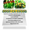 COOP-CA-ESCOD