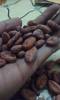Cocoa beans madagascar