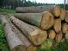 Wood logs