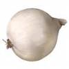 Oignon blanc