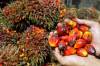 Noix de palme en vente 