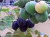 Boutures de jatropha