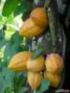SOCOPAG