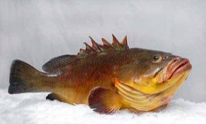ONLY FISH SARL