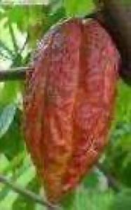 CAPUD