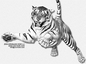 TIGER TRANSPORT 
