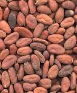 CACAO SARL