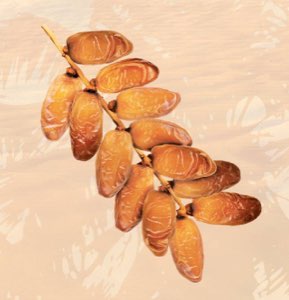 DATTE TUNISIENNE