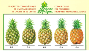 ZIVON AGRO SARL