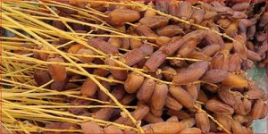 TUNISIENNE DATTES 