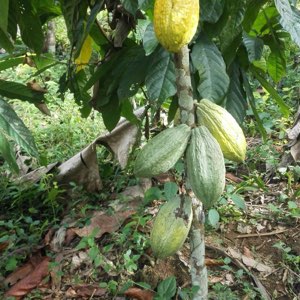 AGRIBIO SARL