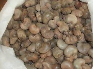 NOIX D'ACAJOU