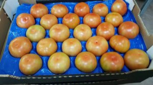MOROCCO IMPORT / EXPORT