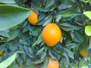 STE ORANGINA EXPORT