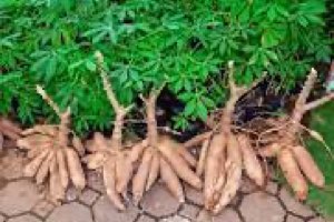 Manioc Manioc