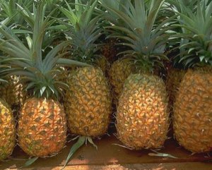 Ananas Ananas