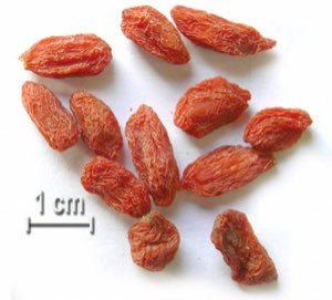 la baie de goji