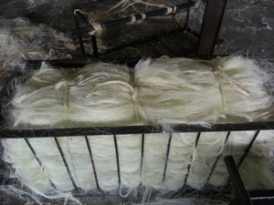 Fibre sisal naturel et fillass Fibre sisal naturel et fillass