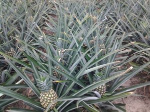 Ananas Ananas