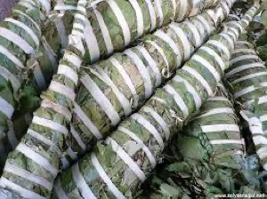 Feuilles de kinkéliba Feuilles de kinkéliba