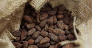 cacao
