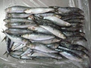 Sardine Sardine