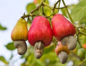 ANACARDE/CASHEW