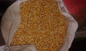 Maïs grain 