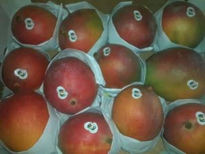 Mangue Mangue