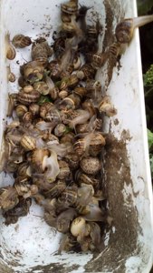 Escargots Escargots