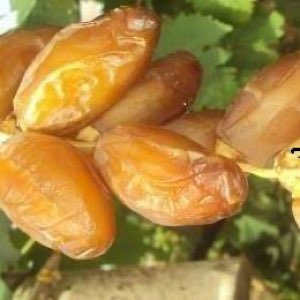 DATTES