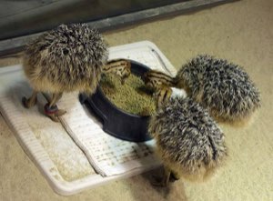 Poussins d'autruche Poussins d'autruche