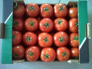 Legumes Legumes