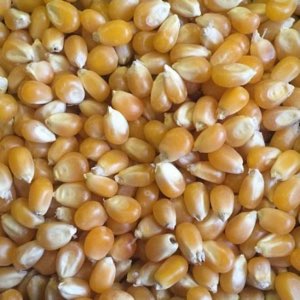 Grain de maïs
