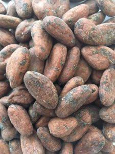 CACAO