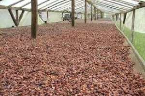 Cacao