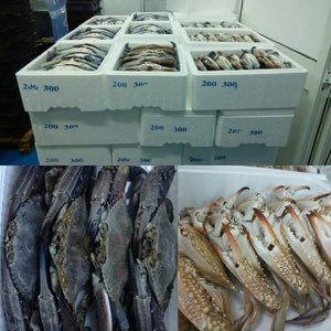 Crabe bleu  fruits demer