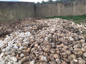 Caoutchou naturel brut tropic Caoutchou naturel brut tropic