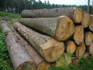 Wood logs Wood logs