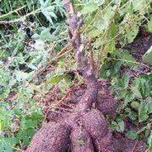 manioc