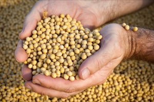 -non-gmo soybeans, -non-gmo soybeans,