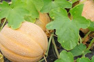Produits agricoles Produits agricoles