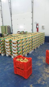 Pomme de terre Pomme de terre