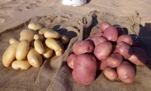 Legumes