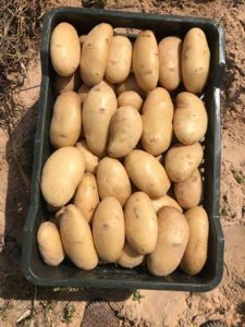 Pomme de terre Pomme de terre