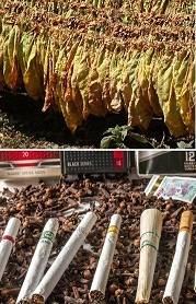 Tobacco leaf Tobacco leaf