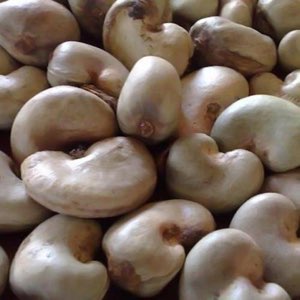 Noix de cajou