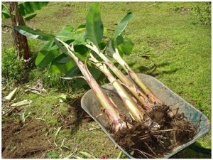 Rejets de banane plantain