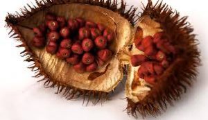 Graine de roucou (annatto) Graine de roucou (annatto)
