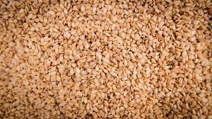 Sesame grains